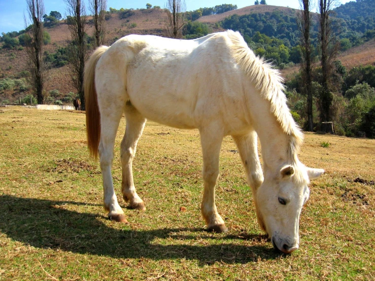 a white horse with brown stripes grazing in a field