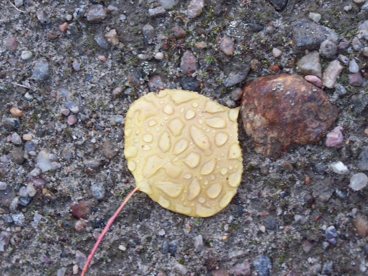 the leaf has water droplets on it near some rocks