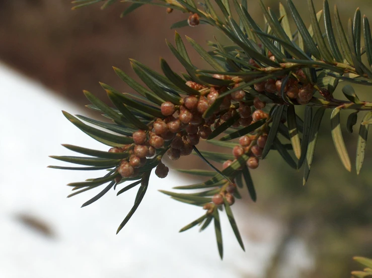 pine needles are laden with berries in the snow