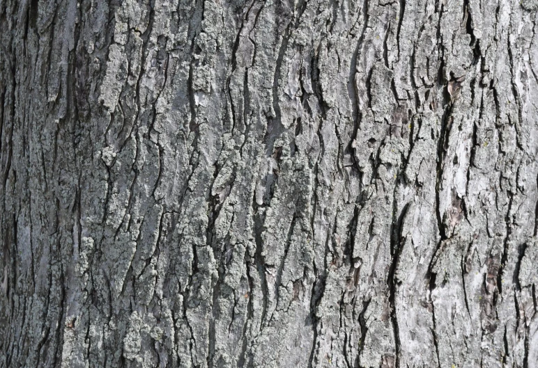 the bark on the trunk of a tree