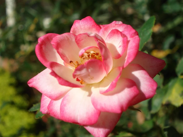a pink rose has its petals open and leaves spread