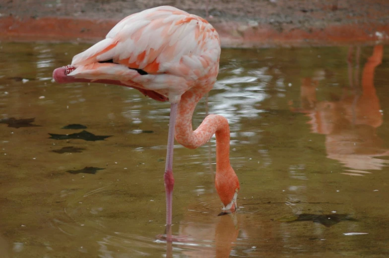 a pink flamingo in water with its head turned