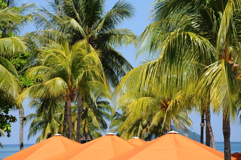 a lot of orange umbrellas that are in the sand