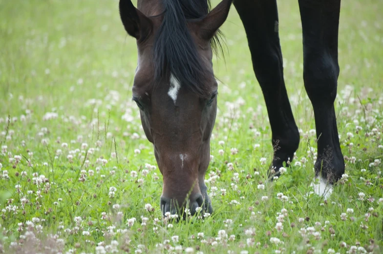 a horse that is grazing in the grass