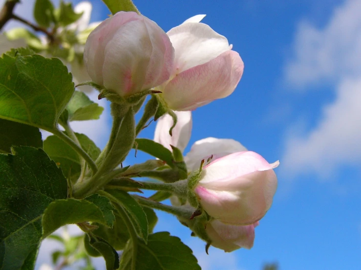 a nch with pink flowers against the sky