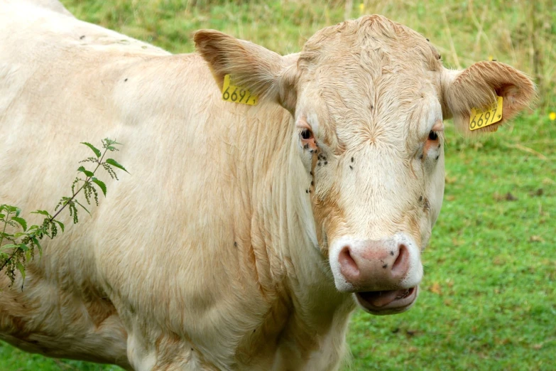 the brown cow has three yellow tags on it's ears