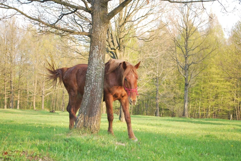 two horses are looking around next to a tree