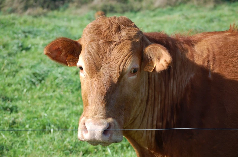 a cow staring at the camera while standing in a field