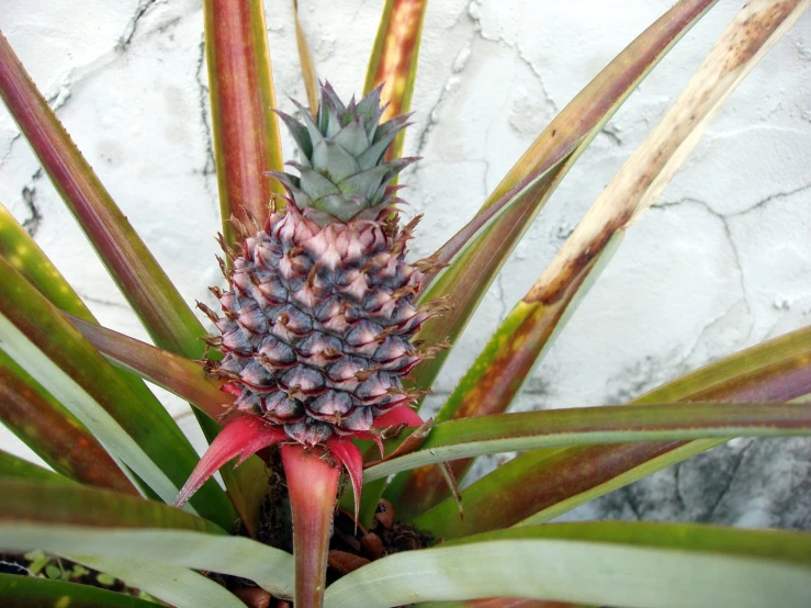 a pineapple plant with green leaves in a flower pot