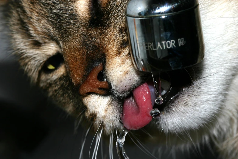 a cat drinking out of a bottle and licking it