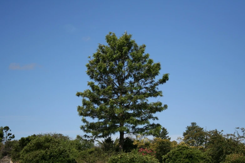 an image of a tree in the distance