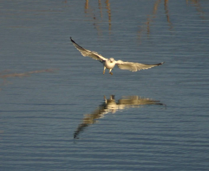a small bird flying across a body of water