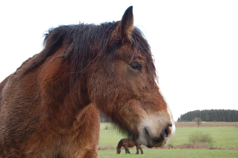 a couple of horses that are in the grass