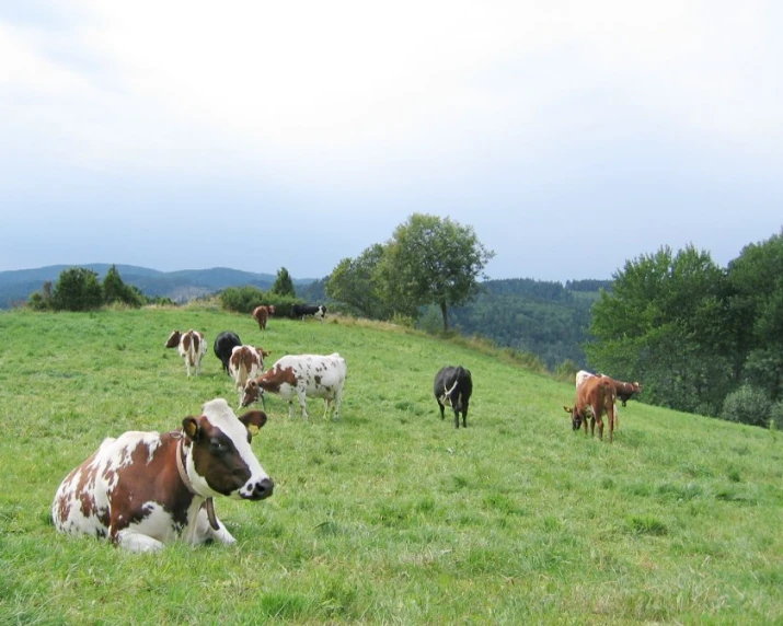 a group of cattle grazing in a grassy field