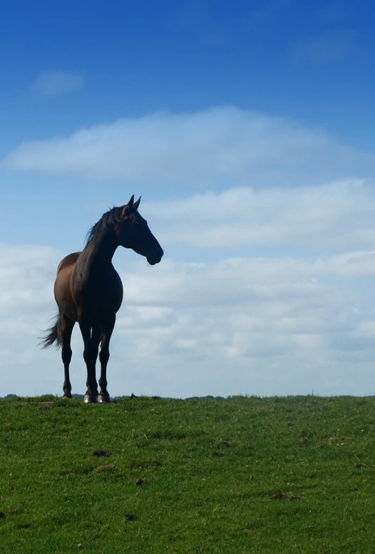 a horse standing in the middle of a green field
