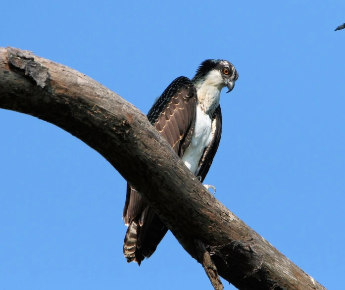 a hawk is sitting on a tree nch