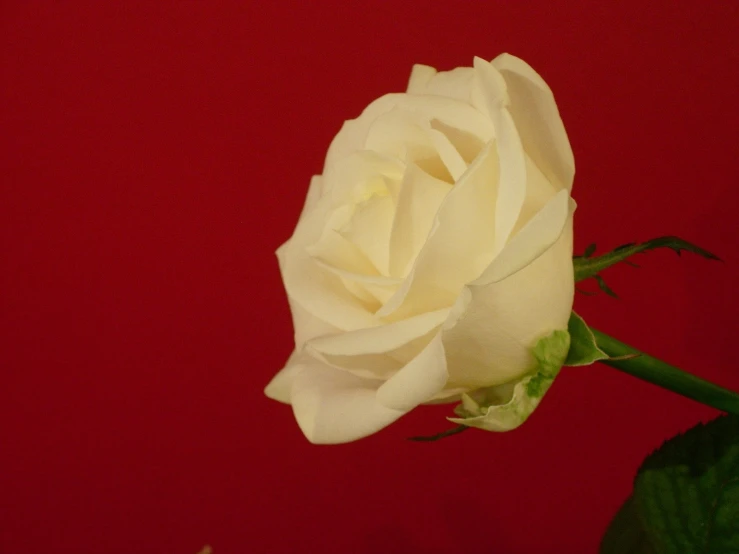 a single white rose against a red background