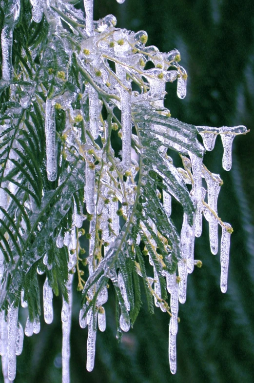 an evergreen tree covered in frozen dew