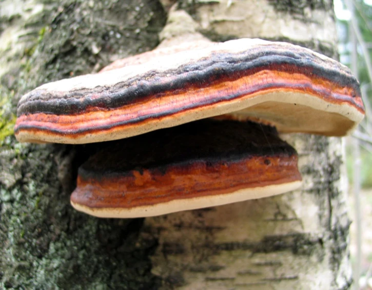 the bark is brown, black, and pink in color