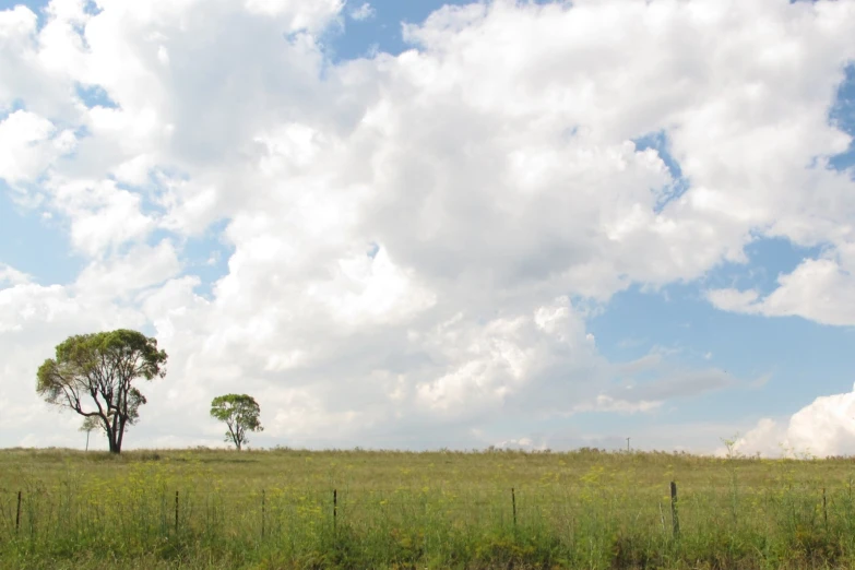 a lone tree in an open field with clouds above