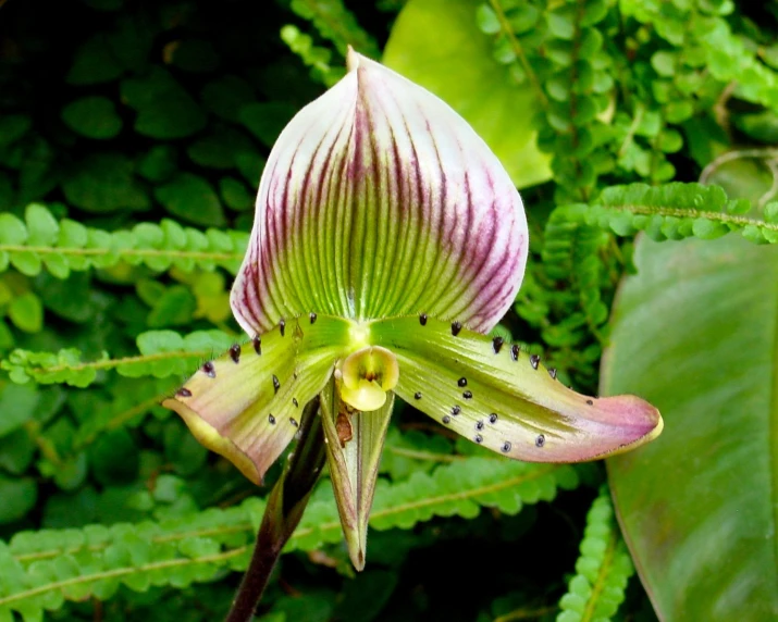 the flower has two petals with tiny black dots