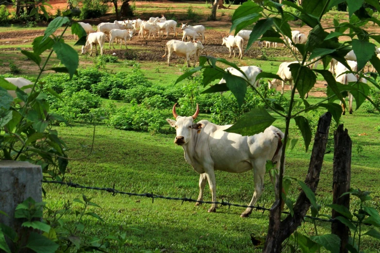 a herd of cows are grazing on the grass