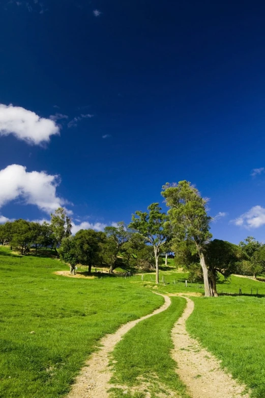 there is a small tree on the hill