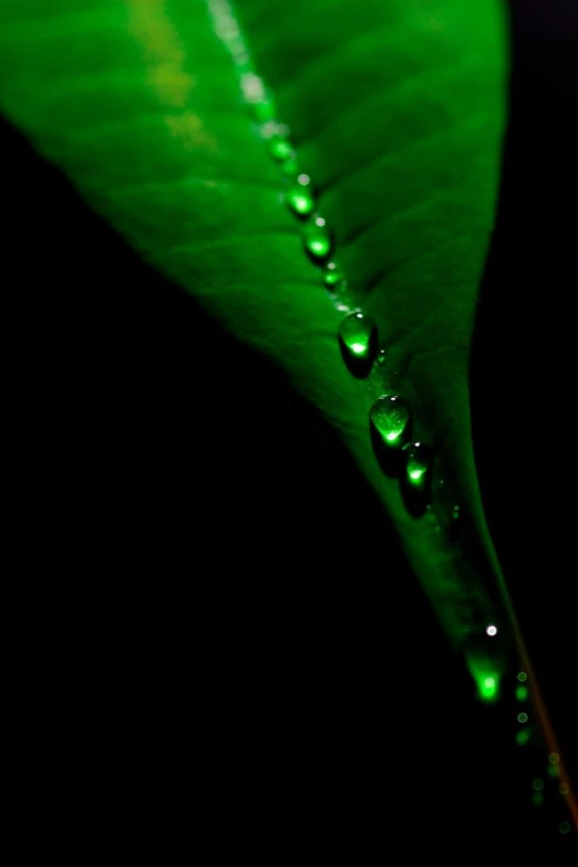 the raindrops are on the green leaf