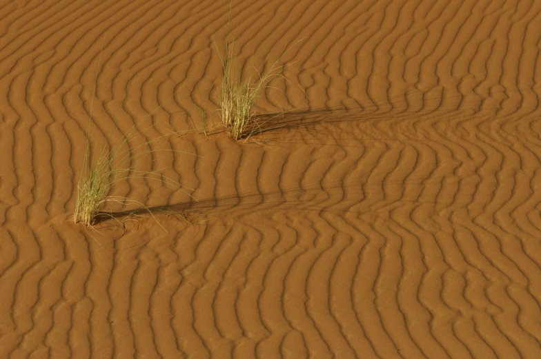 two plants growing out of the sand on the beach