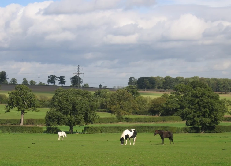 three black and white horses grazing on the field