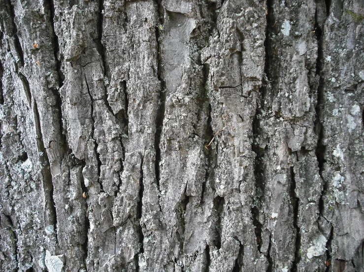 bark on the tree showing multiple s and lichens