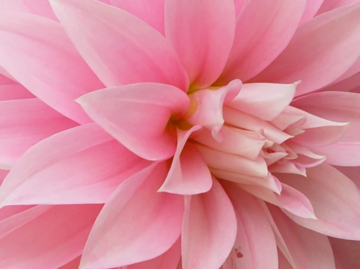 a pink flower that is close up