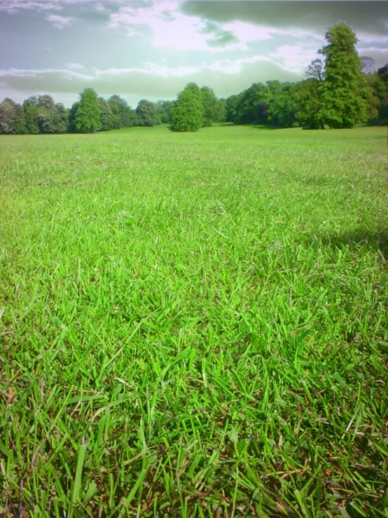 a po of an open grass field with trees in the distance