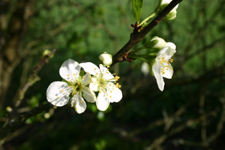 blossoming nches of trees on an apple tree