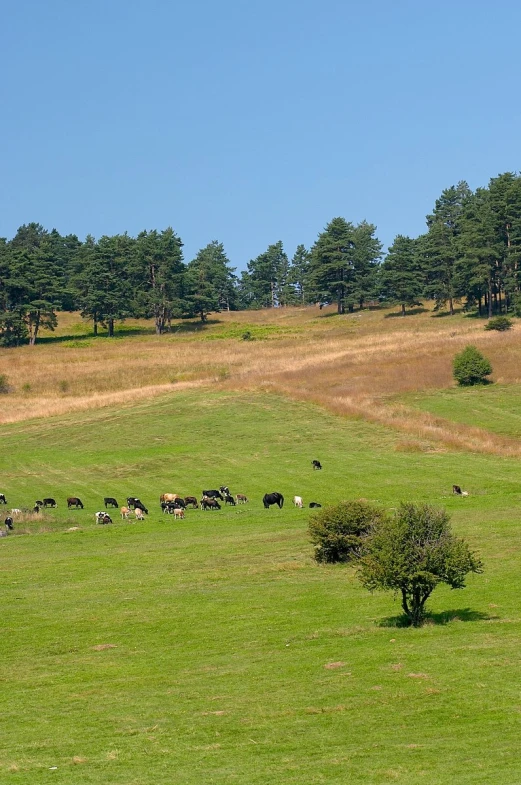 animals grazing on a green field near trees