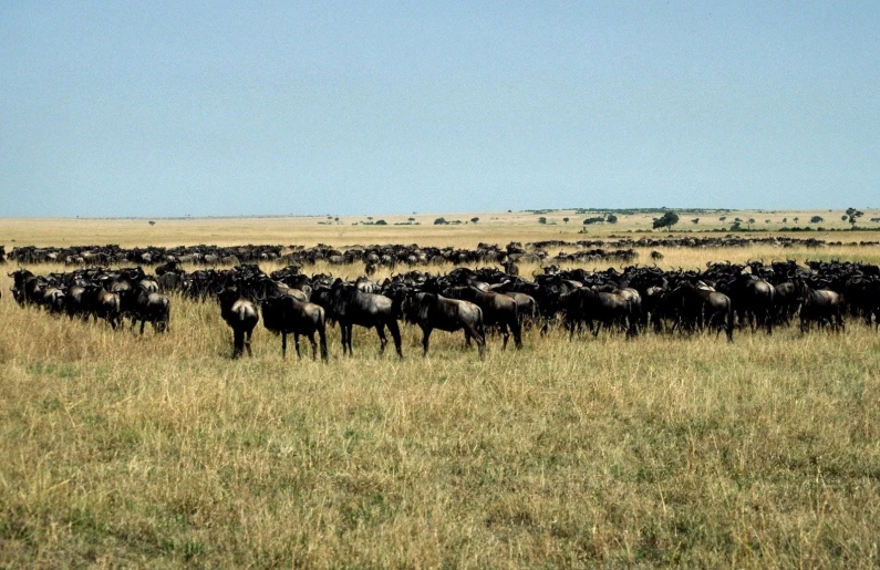 a large herd of cattle moving across the plains