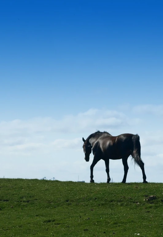 the horse is walking in the green grass