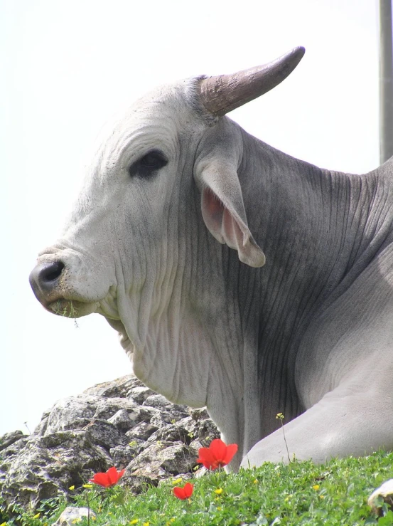 a gray cow with horns lying on a grass covered hill