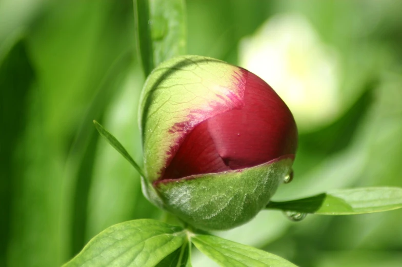 a red and yellow flower bud is in a green field