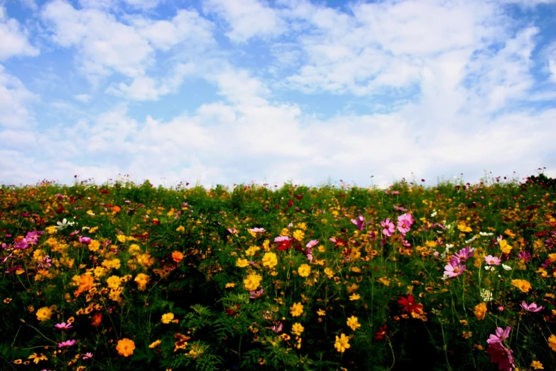 a field full of flowers is seen on this sunny day