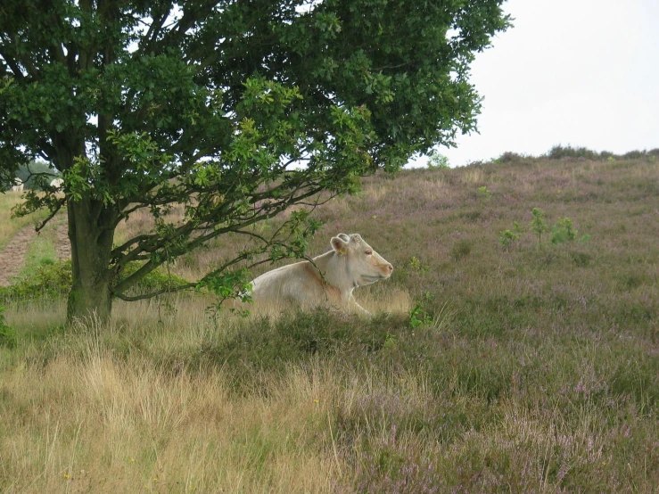 the cow is laying under the tree in the field