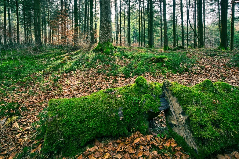 green moss growing on the ground of a tree forest