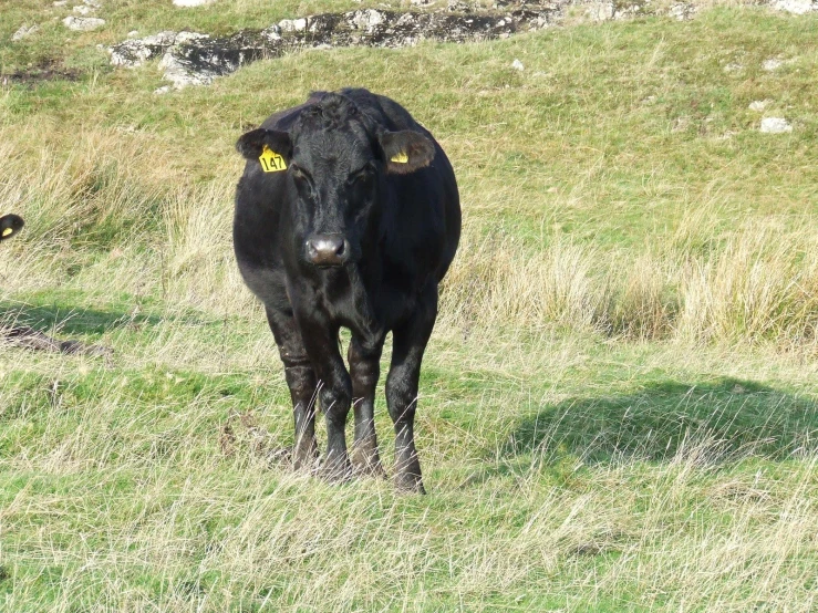 a large black cow standing on top of a grass covered field