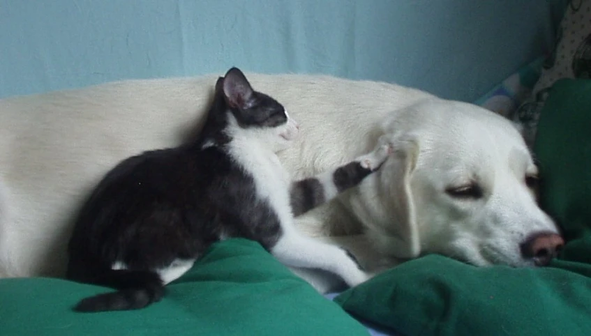 a white dog with black dots is laying next to a cat