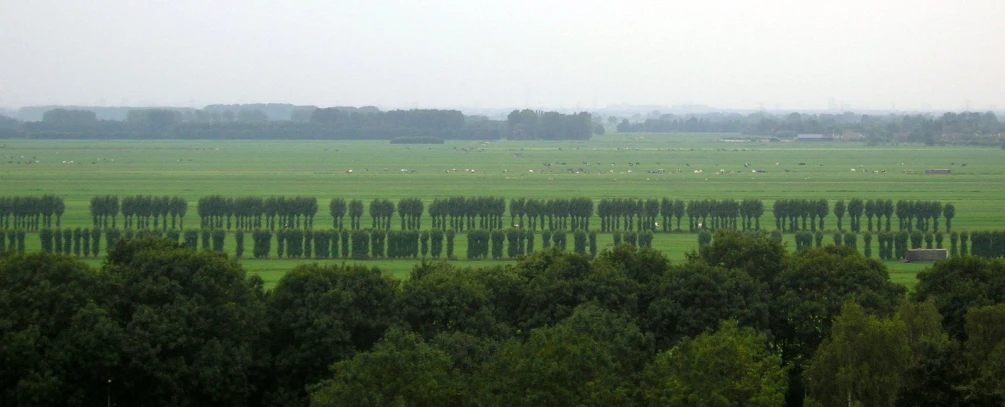 a very long row of trees in an area with some cows grazing on them