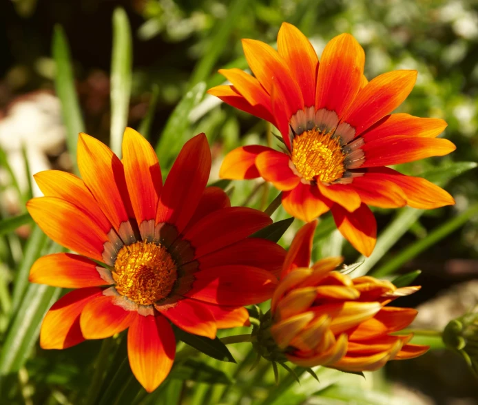 three orange flowers with white tips sitting on top of them