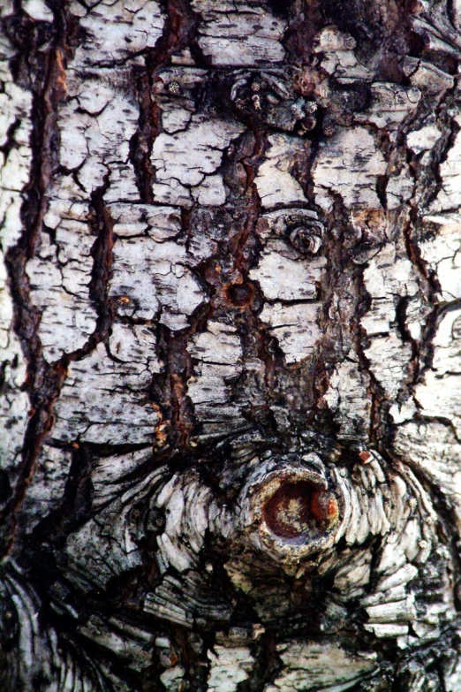 the face of an owl that looks like it is in a tree