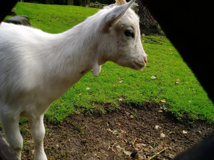 an adult goat standing on top of a lush green field