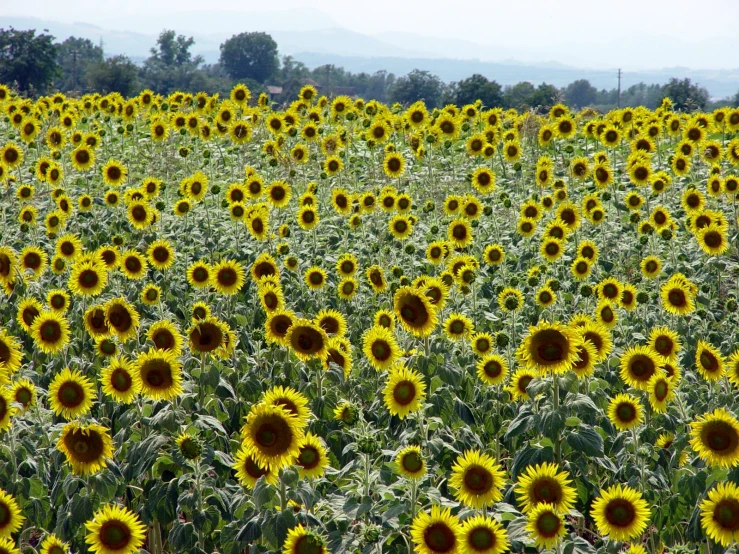 an image of some yellow flowers in a field