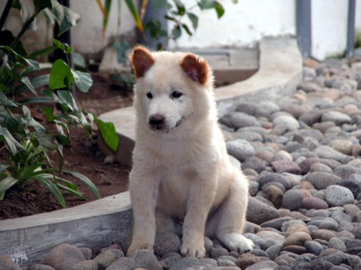 a small white dog sitting on top of a pebble